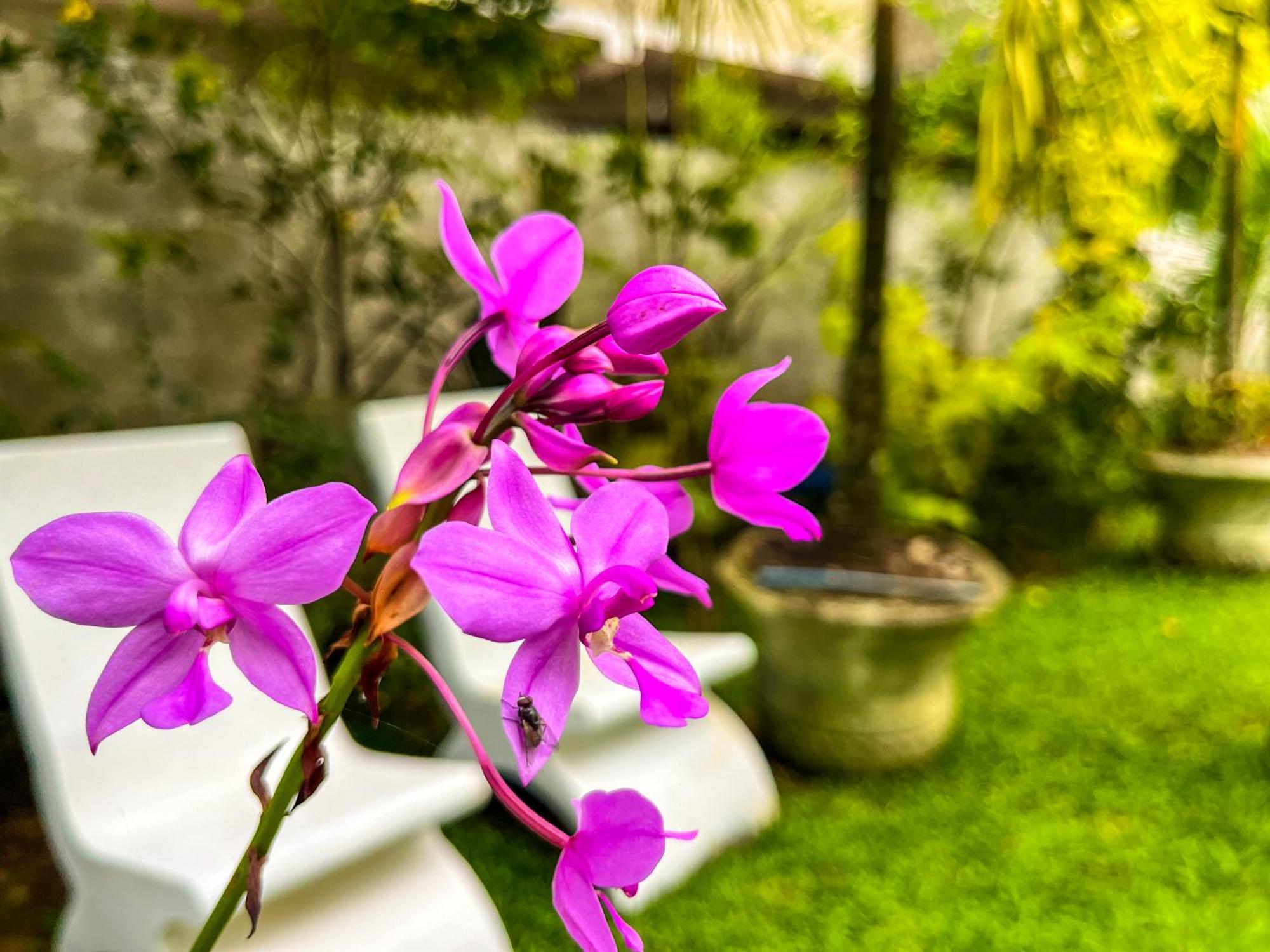 Galle Camellia Екстериор снимка